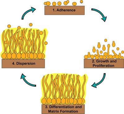 Transcriptional Circuits Regulating Developmental Processes in Candida albicans